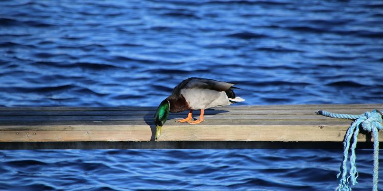 black and white duck on brown wooden dock during daytime