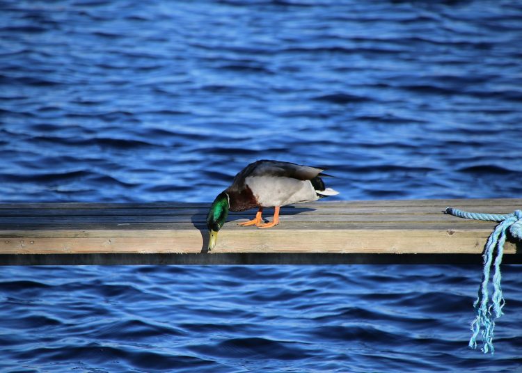 black and white duck on brown wooden dock during daytime